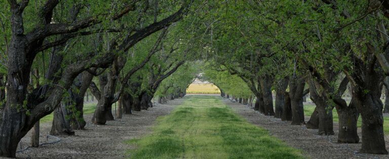 The Yolo County Board of Supervisors Ensures Their Legacy of Meeting Transparency Post Image
